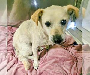 Chihuahua Dogs for adoption in Camarillo, CA, USA