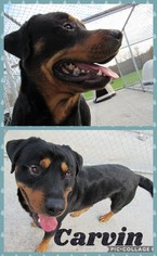 Rottweiler Dogs for adoption in Pine Grove, PA, USA