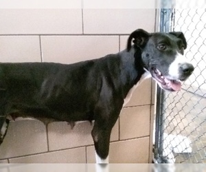 Great Dane Dogs for adoption in Madison, IN, USA
