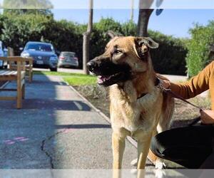 German Shepherd Dog-Unknown Mix Dogs for adoption in Redwood City, CA, USA