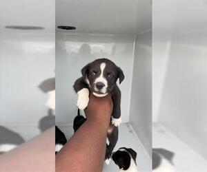 Labsky Dogs for adoption in Houston, TX, USA