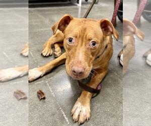 American Pit Bull Terrier Dogs for adoption in Lee's Summit, MO, USA