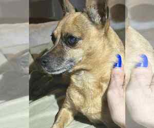 Chihuahua-Unknown Mix Dogs for adoption in Hinckley, IL, USA