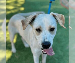 Labrador Retriever-Unknown Mix Dogs for adoption in Santa Monica, CA, USA
