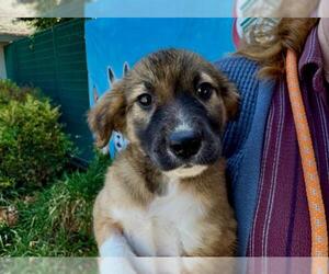 German Shepherd Dog-Redbone Coonhound Mix Dogs for adoption in Santa Rosa, CA, USA