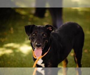 Labrador Retriever-Unknown Mix Dogs for adoption in Orlando, FL, USA