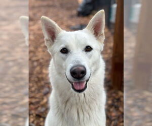 German Shepherd Dog-Siberian Husky Mix Dogs for adoption in Santa Cruz, CA, USA