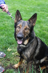 German Shepherd Dog Dogs for adoption in New Monmouth, NJ, USA