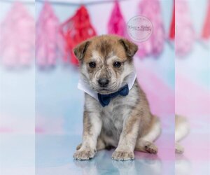 Medium Photo #4 Huskies -Unknown Mix Puppy For Sale in Tuscaloosa, AL, USA
