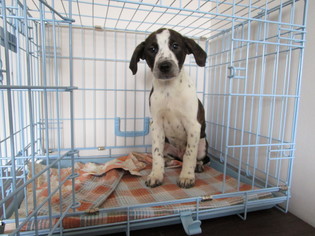 Australian Shepherd-Boxer Mix Dogs for adoption in Valley Falls, KS, USA