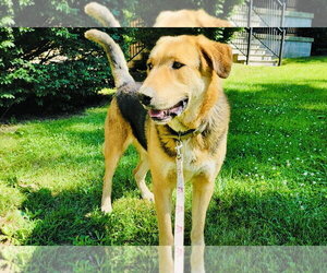 German Shepherd Dog-Great Pyrenees Mix Dogs for adoption in Rockaway, NJ, USA