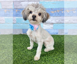 Medium Photo #8 Maltese-Unknown Mix Puppy For Sale in Corona, CA, USA