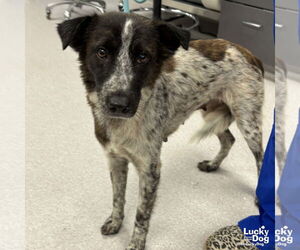Spaniel-Unknown Mix Dogs for adoption in Washington, DC, USA