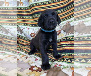 Great Dane-Labrador Retriever Mix Dogs for adoption in Bullard, TX, USA