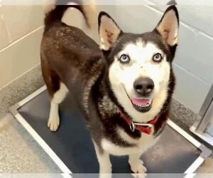 Huskies -Unknown Mix Dogs for adoption in Houston, TX, USA