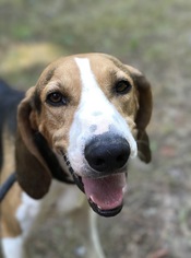 Treeing Walker Coonhound Dogs for adoption in Jefferson, TX, USA