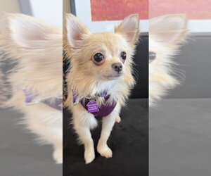 Chiranian Dogs for adoption in Mundelein, IL, USA