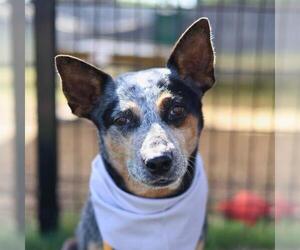 Mutt Dogs for adoption in San Antonio, TX, USA