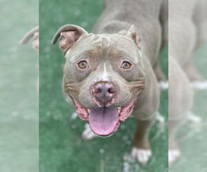 American Pit Bull Terrier Dogs for adoption in Evansville, IN, USA