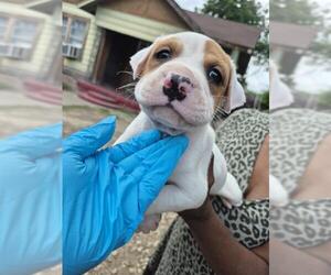 American Staffordshire Terrier-Unknown Mix Dogs for adoption in San Antonio, TX, USA