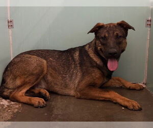 German Shepherd Dog-Unknown Mix Dogs for adoption in Camarillo, CA, USA