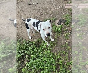 Small American Staffordshire Terrier Mix