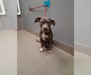 Mutt Dogs for adoption in Las Vegas, NV, USA