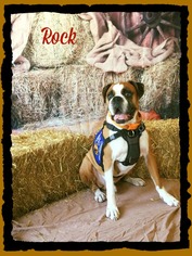 Boxer Dogs for adoption in Bradenton, FL, USA