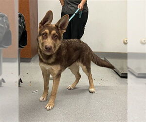 German Shepherd Dog-Unknown Mix Dogs for adoption in Rancho Cucamonga, CA, USA