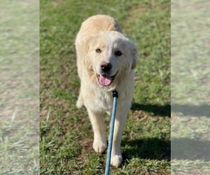 Great Pyrenees-Unknown Mix Dogs for adoption in Croydon, NH, USA
