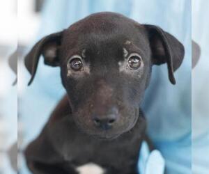 Labrador Retriever Dogs for adoption in San Antonio, TX, USA