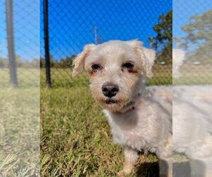 Maltese Dogs for adoption in Pacolet, SC, USA