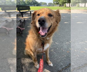 Australian Retriever Dogs for adoption in Brooklyn, NY, USA