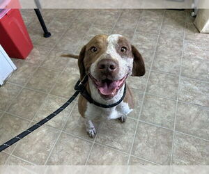 Mutt Dogs for adoption in Raleigh, NC, USA