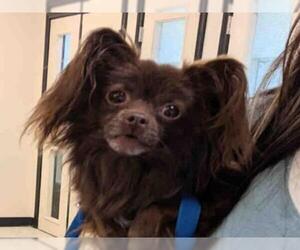 Papillon Dogs for adoption in Georgetown, TX, USA