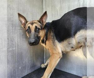 German Shepherd Dog-Unknown Mix Dogs for adoption in San Antonio, TX, USA