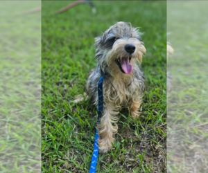 Mutt Dogs for adoption in Cranston, RI, USA