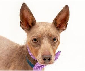 Chihuahua Dogs for adoption in Orlando, FL, USA