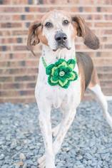 Medium Photo #1 Bluetick Coonhound-Treeing Walker Coonhound Mix Puppy For Sale in Charlotte, NC, USA