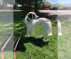Great Pyrenees-Unknown Mix Dogs for adoption in Mattoon, IL, USA