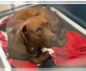 Medium Photo #1 American Pit Bull Terrier-Chocolate Labrador retriever Mix Puppy For Sale in Phoenix, AZ, USA