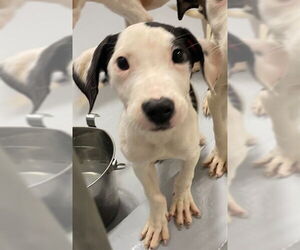 American Pit Bull Terrier-Unknown Mix Dogs for adoption in Augusta, GA, USA