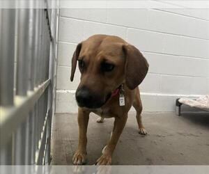 Beagle-Cardigan Welsh Corgi Mix Dogs for adoption in Fort Collins, CO, USA
