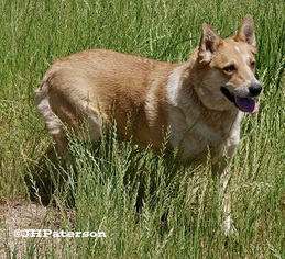 Golden Labrador Dogs for adoption in Scottsdale, AZ, USA