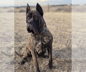 Mastiff-Presa Canario Mix Dogs for adoption in Lakewood, CO, USA