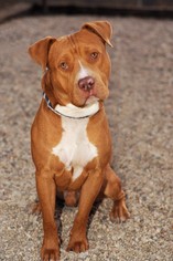American Pit Bull Terrier-Unknown Mix Dogs for adoption in Newhall, CA, USA