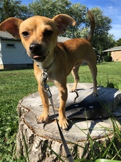 Chihuahua Dogs for adoption in East Amherst, NY, USA