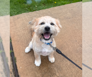 Shiranian Dogs for adoption in McKinney, TX, USA