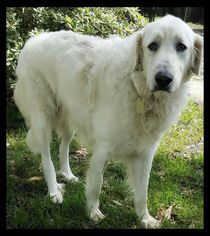 Small Great Pyrenees