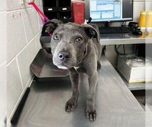 American Pit Bull Terrier-Unknown Mix Dogs for adoption in San Bernardino, CA, USA